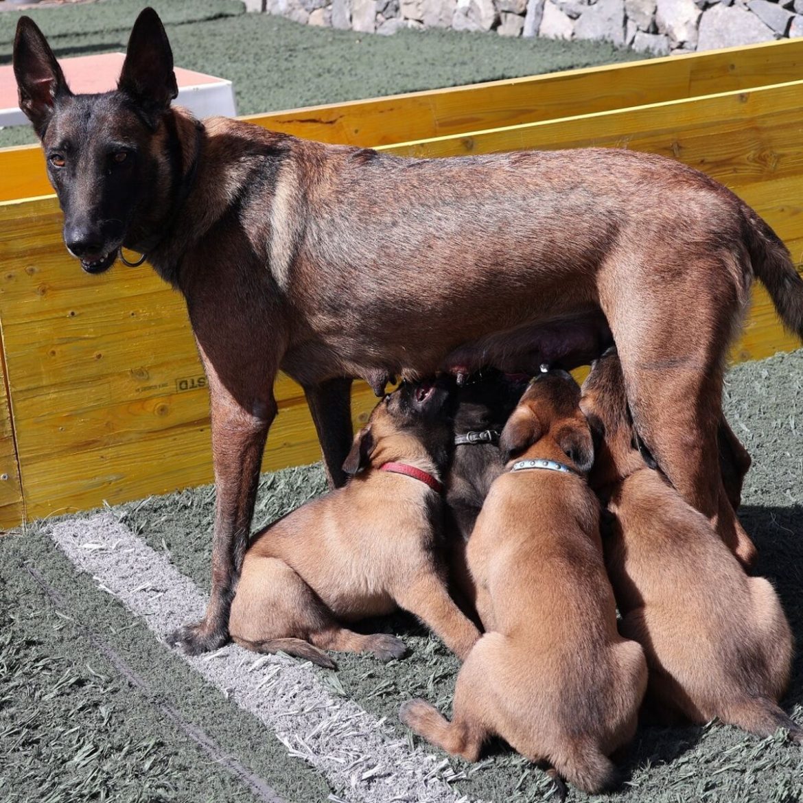 csm_231020_La_ciudadanía_elegirá_los_nombres_de_dos_cachorros_de_la_Unidad_Canina_en_twitter_782cdc77d0