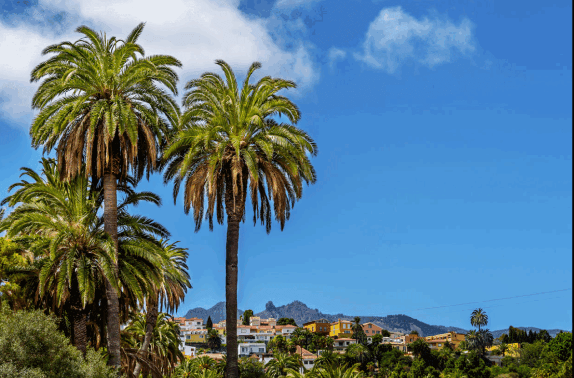 Palmeral en Santa Brígida.