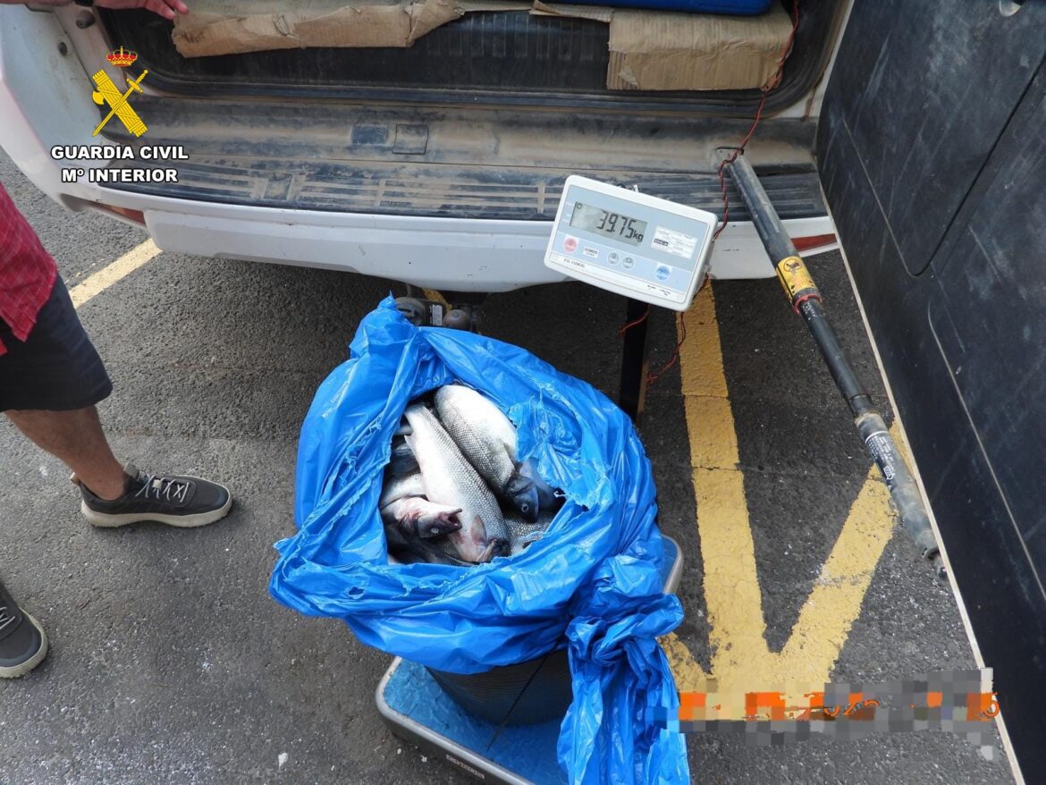 PESCADO INCAUTADO